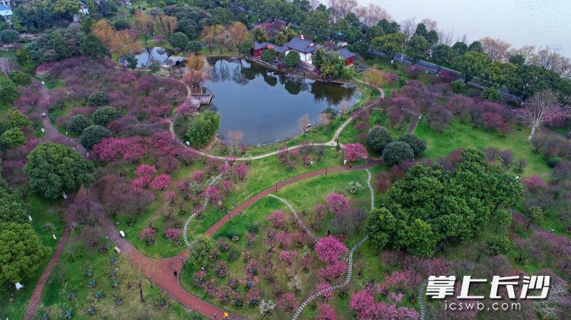 长沙橘子洲景区梅园的梅花已进入最佳观赏期。 长沙晚报全媒体记者 王志伟 通讯员 曹裕泽 摄影报道