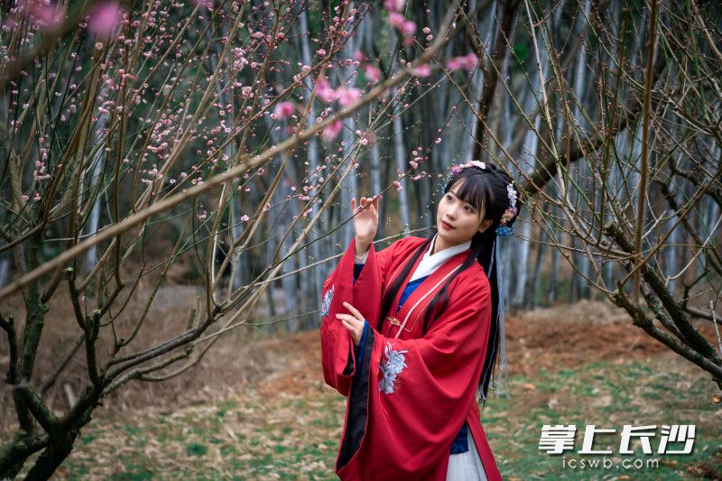 穿古装的女孩在湖南省森林植物园梅花树下拍照留影。  长沙晚报全媒体记者 邓迪 摄