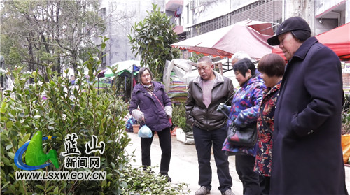 又是一年春来到 花草苗木销售俏.jpg