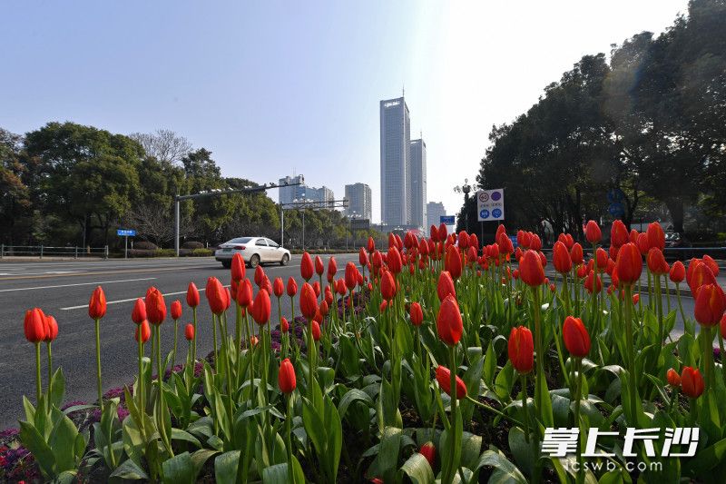 今日上午，长沙县开元中路星沙文化广场段，路边花坛内盛放的郁金香成为街边的一道靓丽的风景。