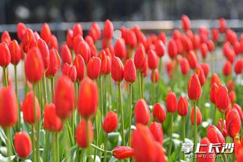 今日上午，长沙县开元中路星沙文化广场段，路边花坛内盛放的郁金香成为街边的一道靓丽的风景。