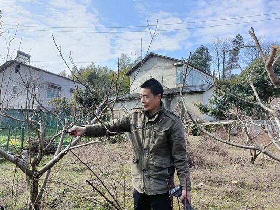 毛明友为桃树剪枝11.jpg