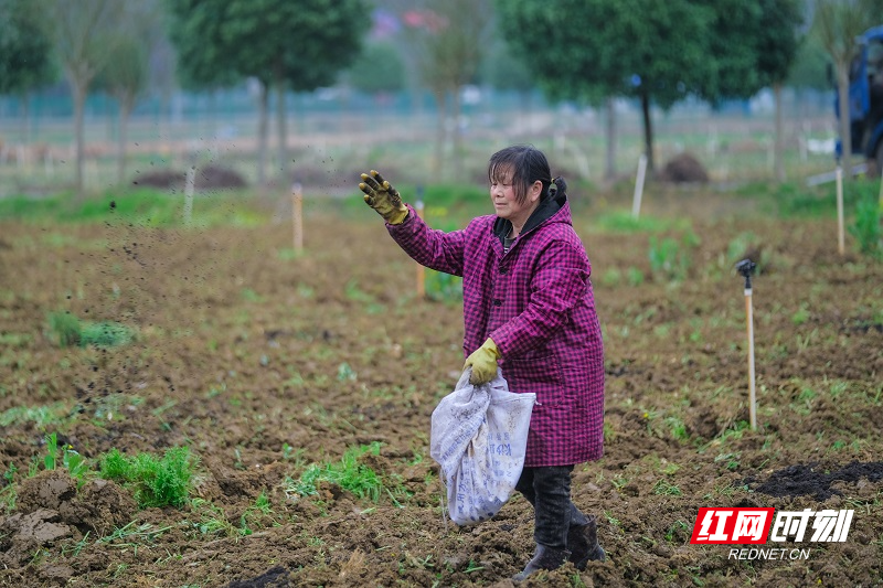 在宇田蔬菜基地农民在施有机肥，为30天后大面积种植芽白做准备。 (1).jpg