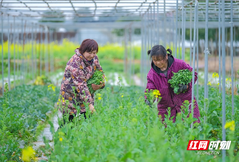 在宇田蔬菜基地农户正在采收冬季蔬菜有机油菜薹 (3).jpg