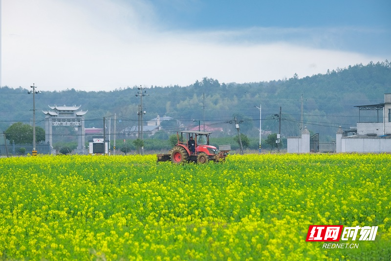 农机手驾驶农机进过油菜花田间.jpg