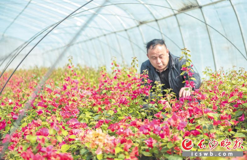 　　花农精心料理着花枝。均为长沙晚报全媒体记者 陈飞 摄