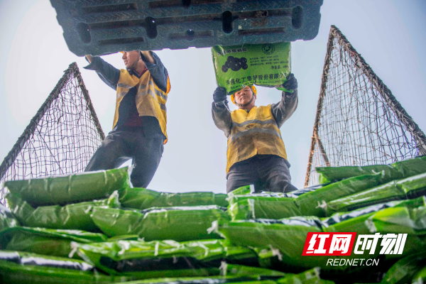  3月2日，在湖南省永州市道州铁路货运站，工人在装运肥料。 (7).jpg