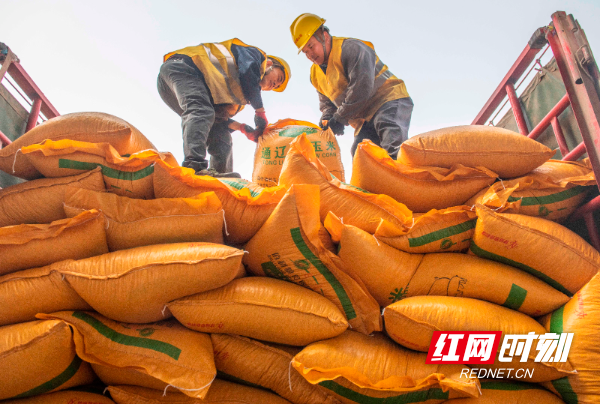  3月2日，在湖南省永州市道州铁路货运站，工人在装运农资。 (3).jpg