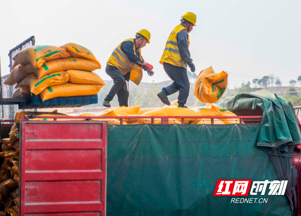  3月2日，在湖南省永州市道州铁路货运站，工人在装运农资。 (5).jpg