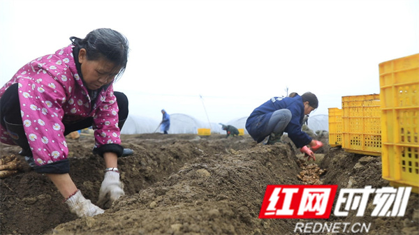 江永县种姜掀热潮