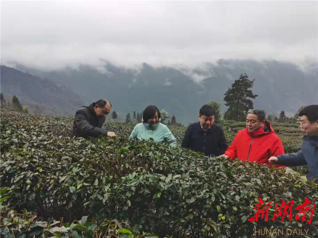 湖南日报丨古丈科技特派员“雪中送炭”