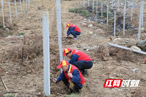 凤凰公司开展学雷锋活动4.jpg