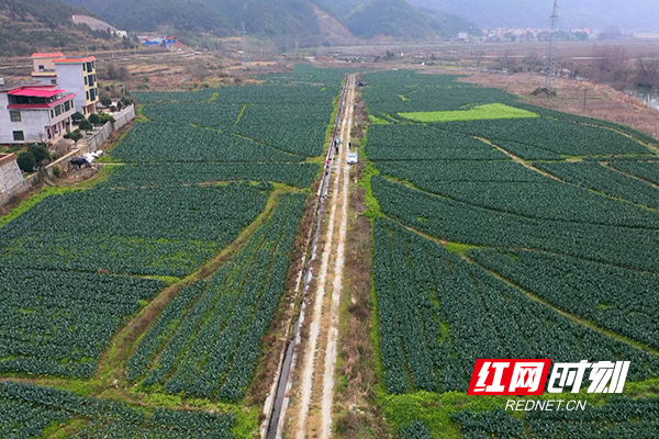 西兰花种植基地航拍.jpg