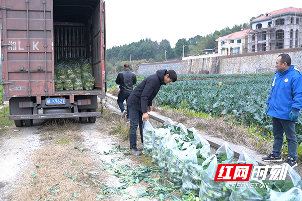 种植户把西兰花打包装车.jpg