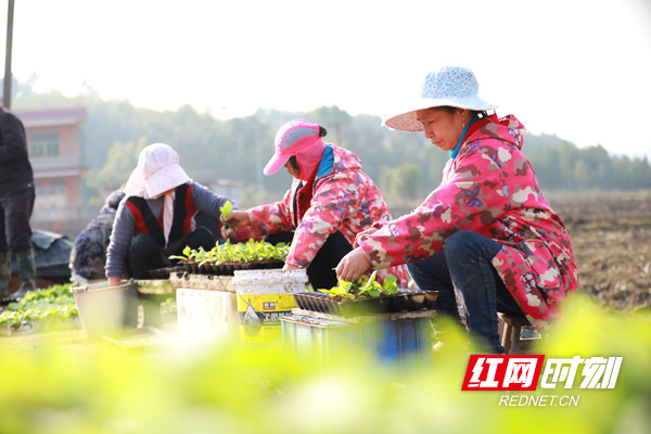 种烟草3.jpg