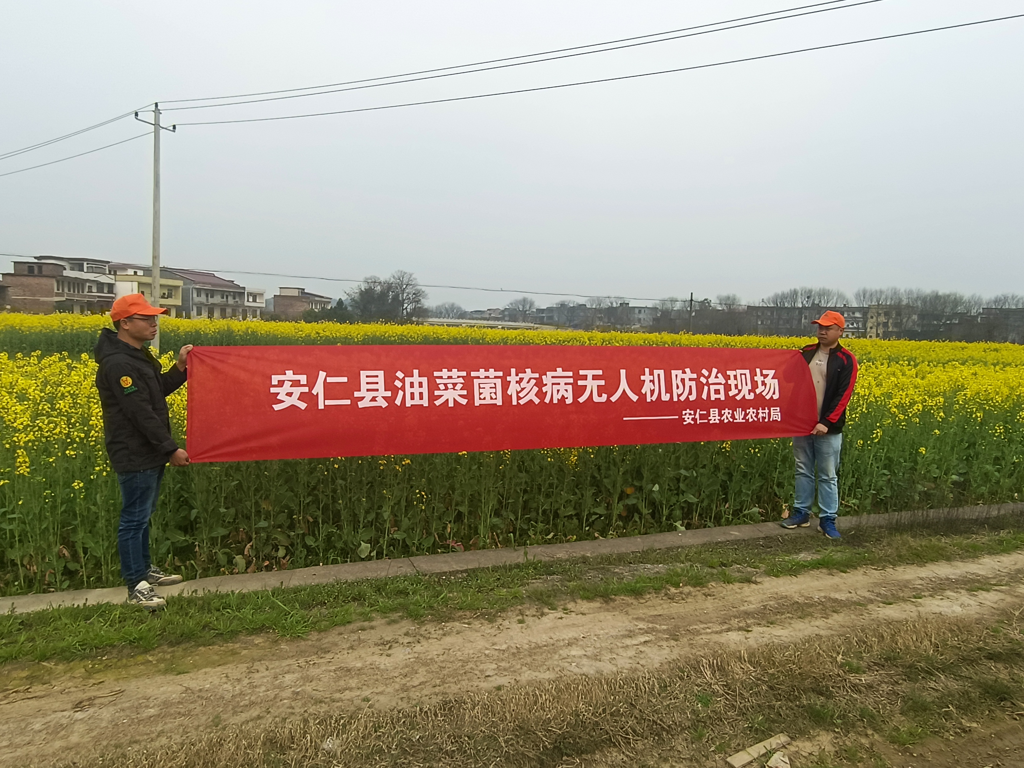 牌楼乡莲花村油菜菌核病无人机防治观摩会1.jpg