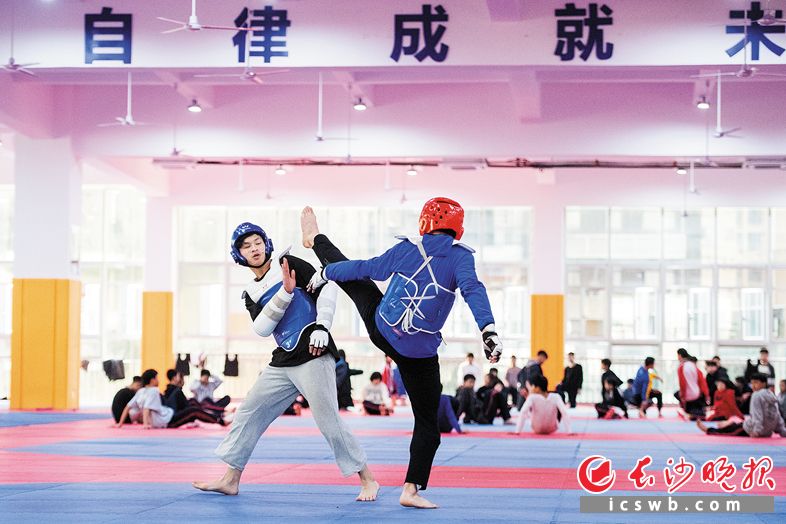 市贺龙体育运动学校跆拳道训练馆，队员进行对抗训练，找实战感觉。黄启晴 郭雨滴 摄