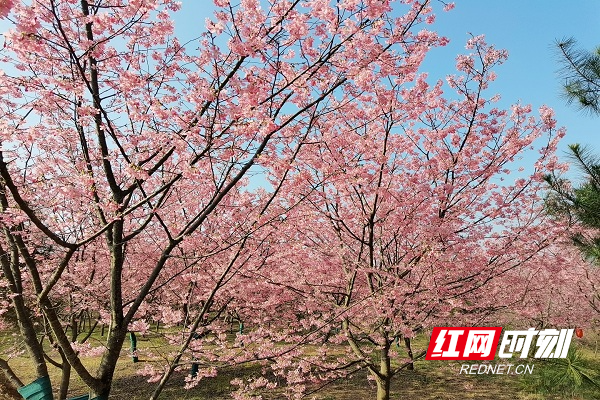 组图 | 桂阳县宝山樱花园的樱花迎春绽放