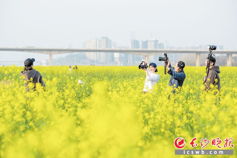 　　湘府路大桥与黑石铺大桥之间的河滩上，几个摄影师在花海里拍摄人物写真。长沙晚报全媒体记者 陈飞 邹麟 摄影报道
