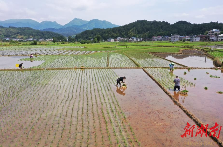 坚决扛稳粮食安全责任 奋力推进乡村全面振兴