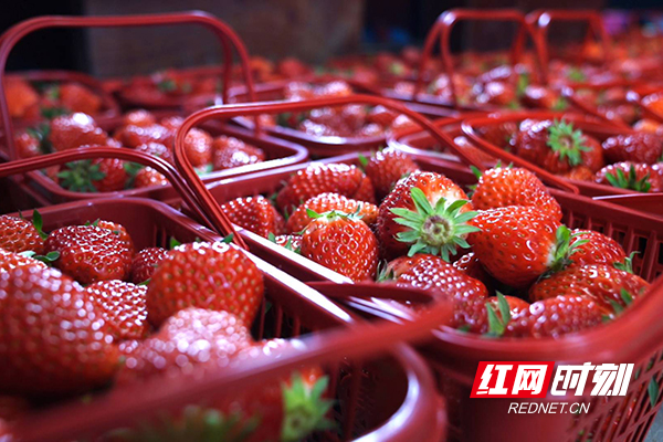 客户预定的一篮篮草莓正等待取货.JPG