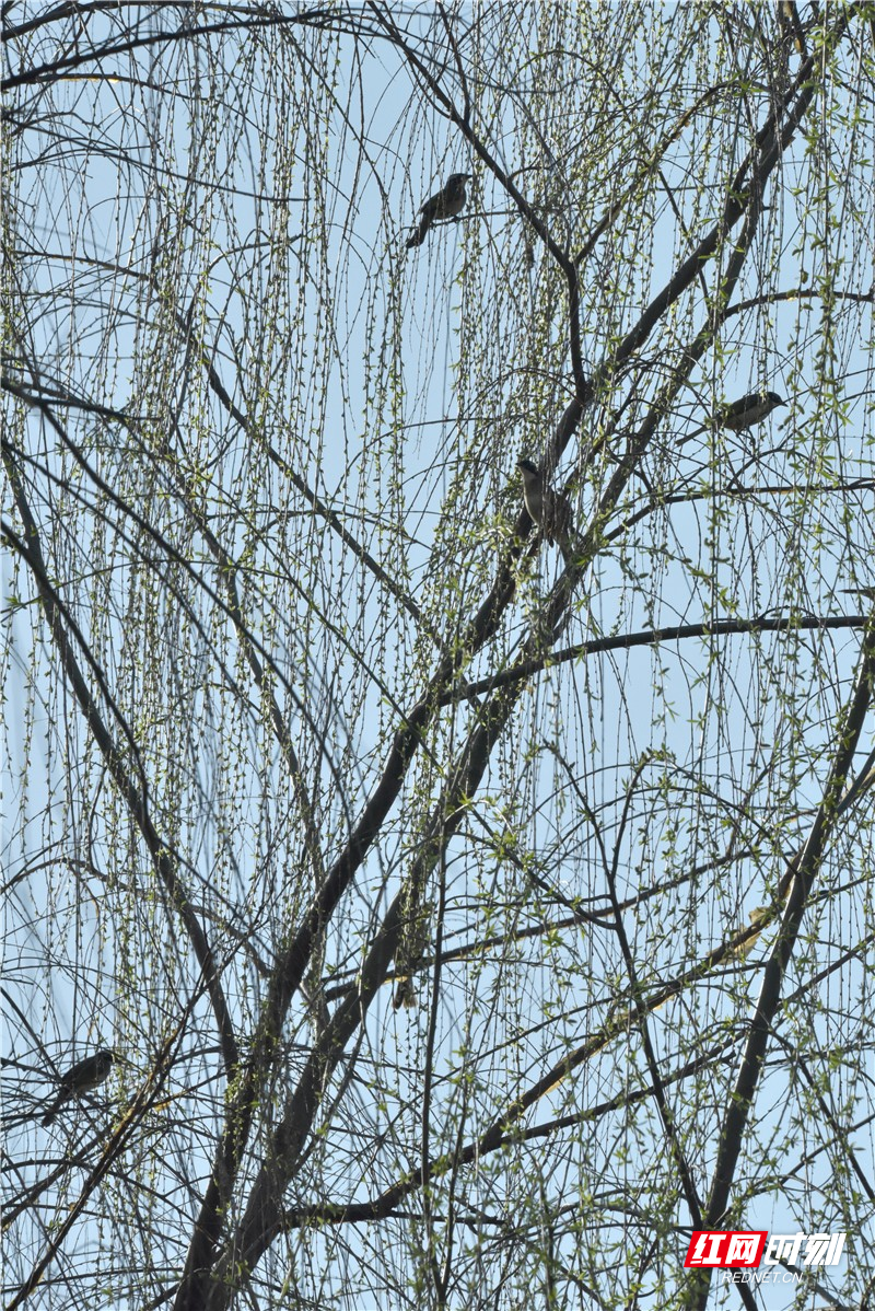 组图丨鸟儿枝上喧 春色满人间