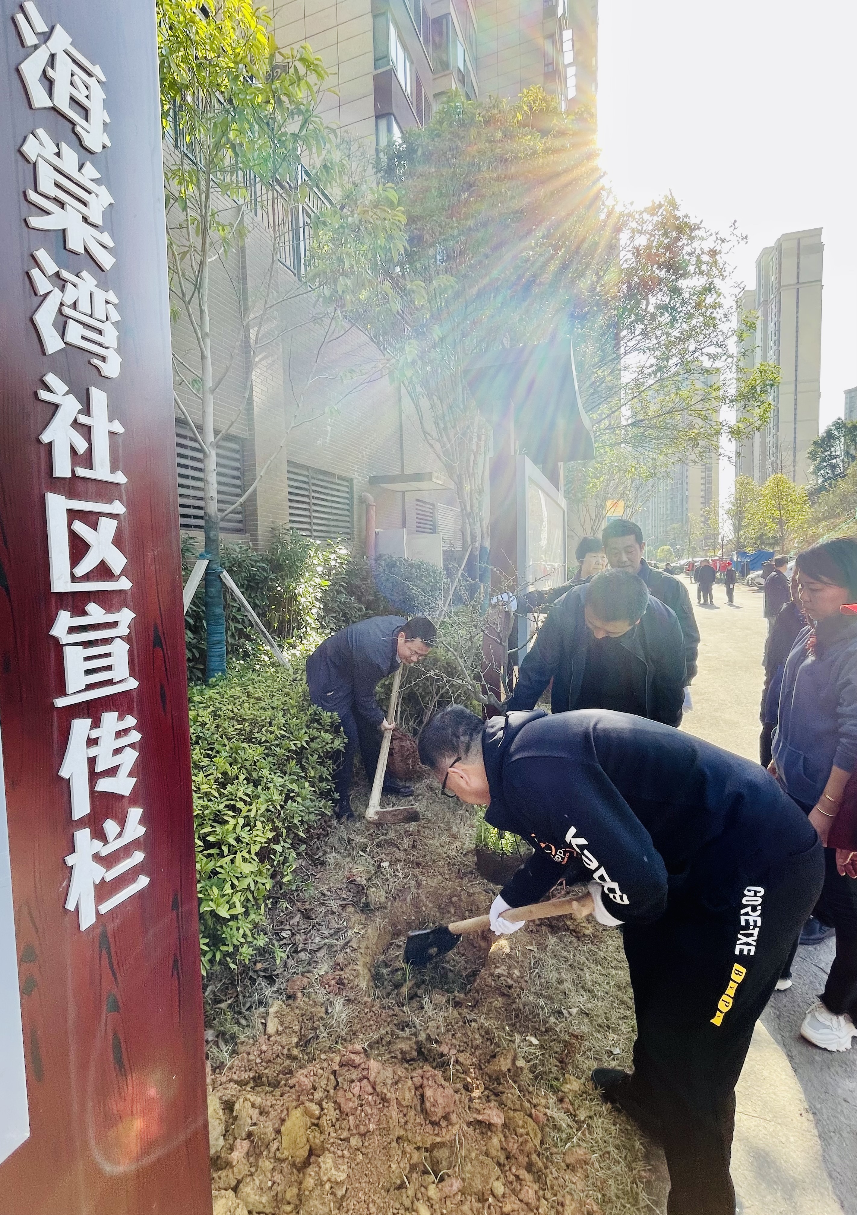 海棠湾种下海棠苗，社区实至名归。 均为长沙晚报全媒体记者 李卓 摄