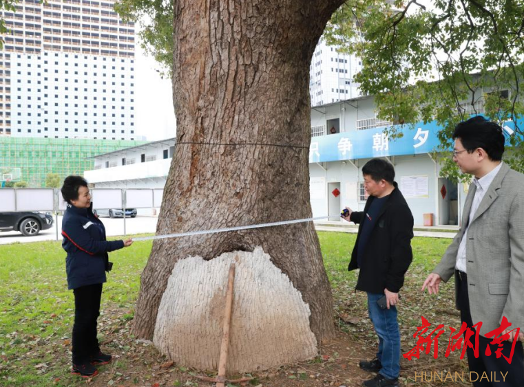 马栏山岳麓山携手共同守护三百年古樟