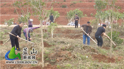我县600余名干群植树添绿1.jpg