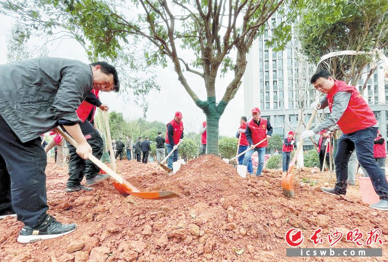 　　10日，在中青路市级义务植树基地，长沙市城管执法局、开福区园林中心等单位共500余人参与义务植树活动。　　长沙晚报全媒体记者 唐朝昭 摄