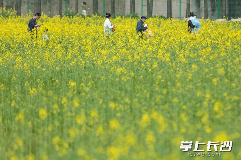 3月12日，湖南农业大学油菜花基地花开正盛，大量市民前来踏赏游玩，感受美好春光。均为长沙晚报全媒体记者 董阳 摄