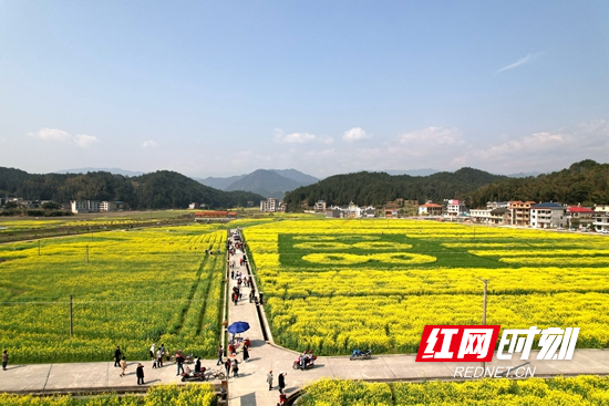 又是一年春丨隆回：油菜花开惹人醉_邵商网