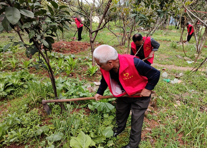 东江街道志愿者植树活动.jpg 东江街道志愿者植树活动.jpg
