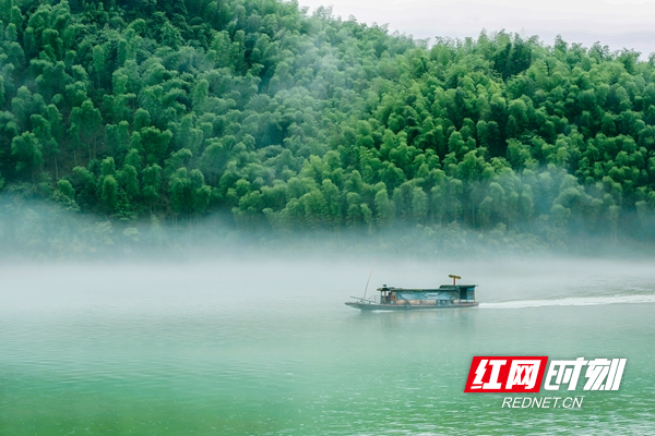 洪江区横岩竹海风光（黄文胜 摄）.jpg