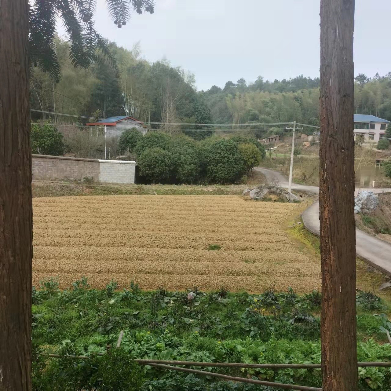 辣椒.jpg