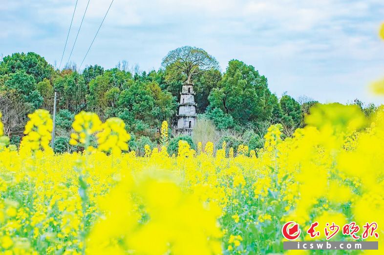 　　茶亭镇的油菜花田。资料图片