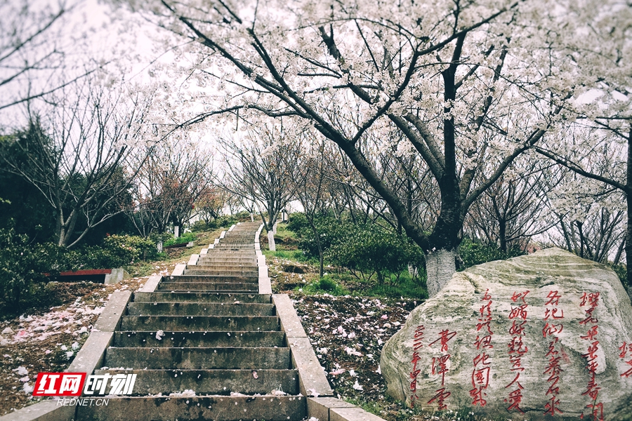 樱花白-碑刻.jpg