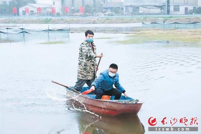 　　刘志鹏（前）和公司员工正在向池塘投喂小龙虾饲料。长沙晚报全媒体记者 刘晓敏 摄