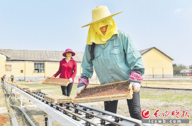 　　宁乡双江口镇育秧基地，村民正把发芽的秧苗摆放至旱地育秧场。　　长沙晚报全媒体记者 邹麟 摄