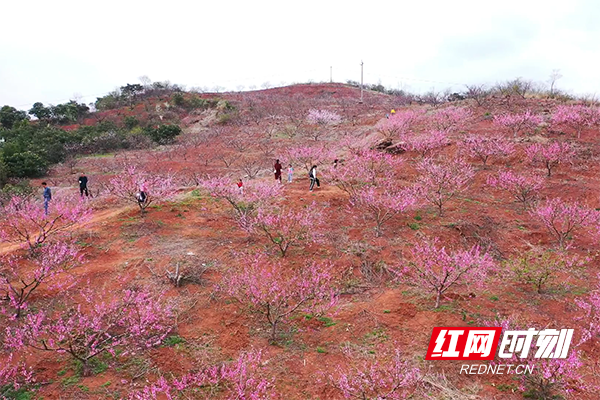 游客在桃花园中行走赏花.png