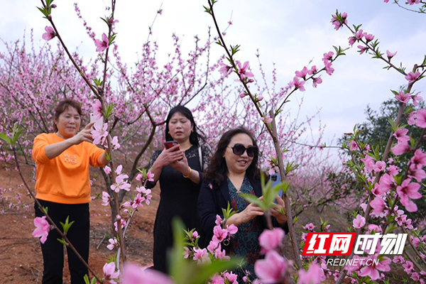 游客们在桃花园中拍照.JPG