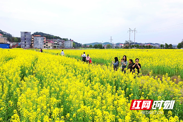 游客在油菜花海中穿行留影.png