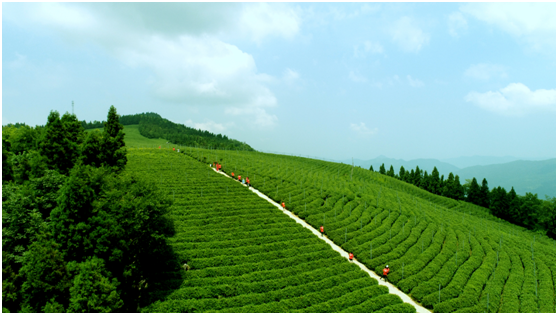 茶叶.png