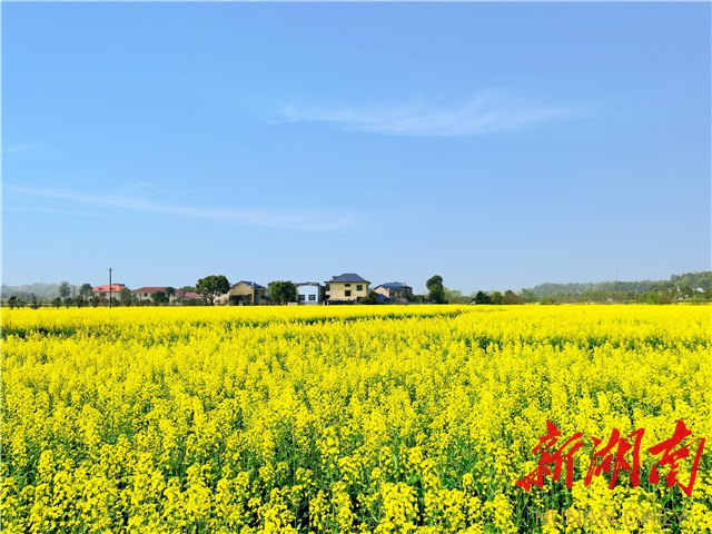 湖南日报丨花海作食 莫把花期空错过——宁乡市菁华铺乡陈家桥村油菜花开时节见闻