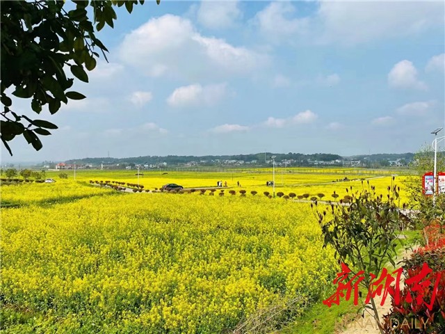 湖南日报丨花海作食 莫把花期空错过——宁乡市菁华铺乡陈家桥村油菜花开时节见闻