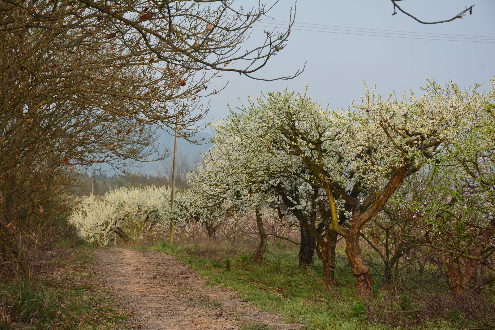 dbbef2bc96654757bf7e389df324f410.jpg dbbef2bc96654757bf7e389df324f410.jpg