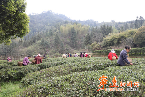 宁远：瑶山采新茶1_副本500.jpg