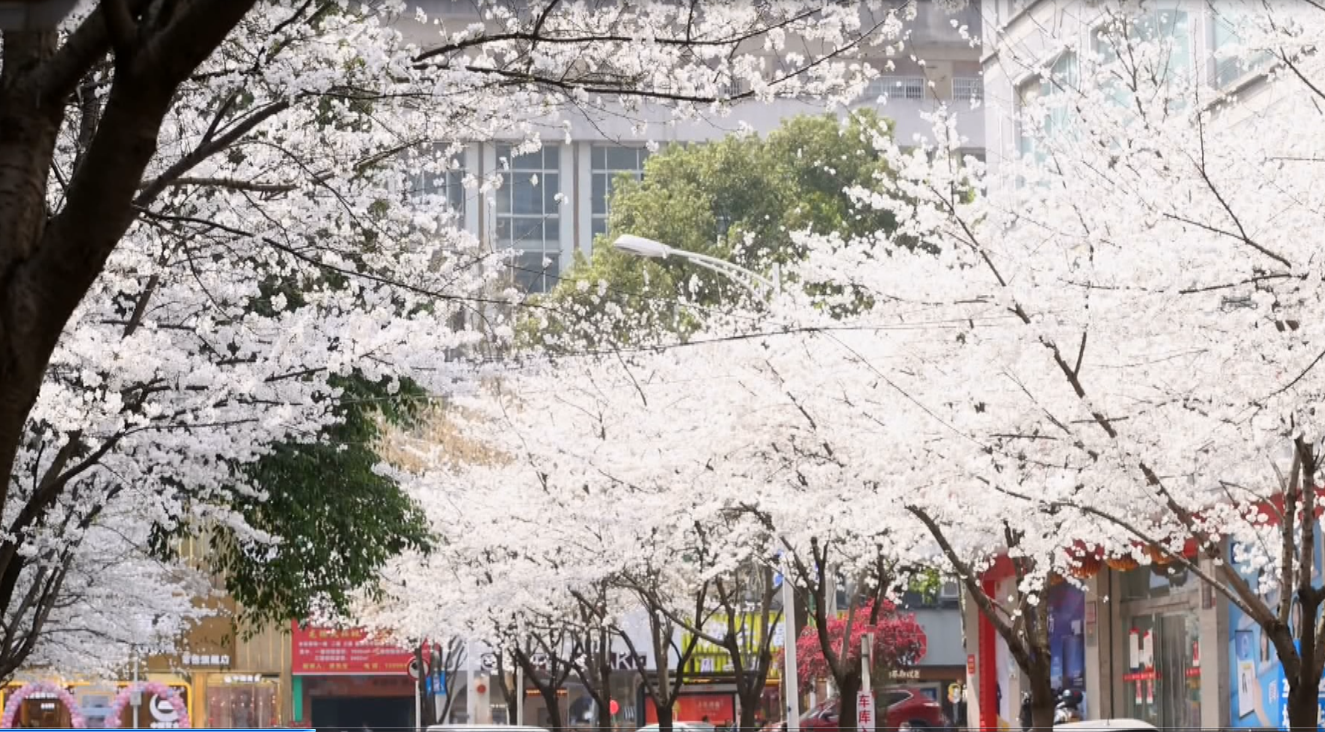 常德武陵：老街樱花盛开春意浓 扮装“网红”激发新活力