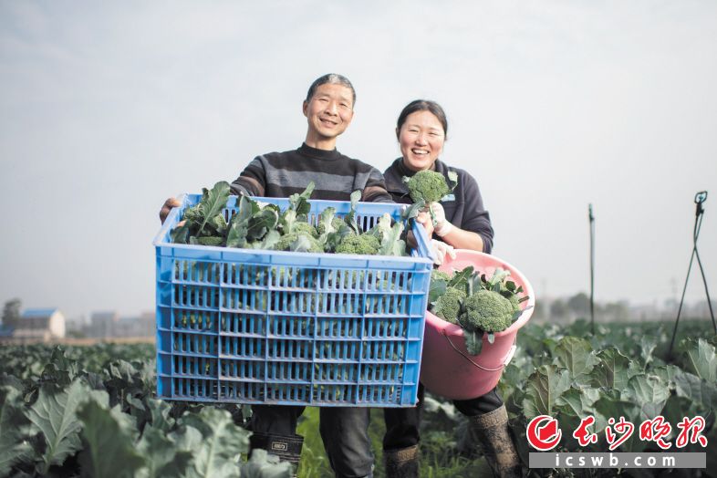 　　捧着收获的西蓝花，任亮两口子脸上洋溢着幸福的笑容。