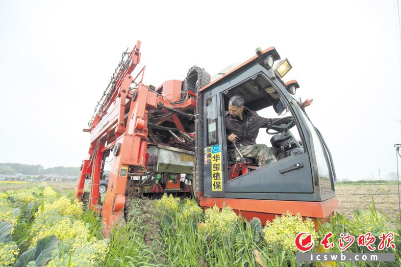 　　2022年3月19日，任亮在使用新改造的植保机对已经完成收割的西蓝花菜地进行整理。通过新改进的旋耕机，西蓝花根茎会直接粉碎进菜地作为土壤肥料。
